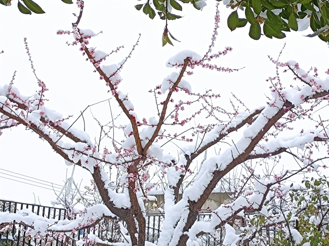 春雪