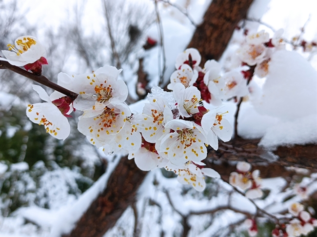 春雪