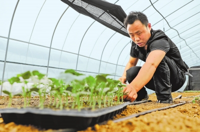 宝丰县周庄镇马川新村村民全灵贵在大棚里栽植瓜苗。何五昌 摄