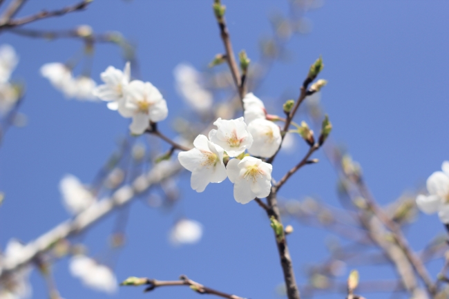梅河春色
